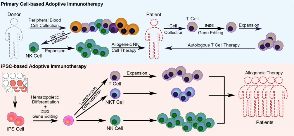NK Cell therapy in India