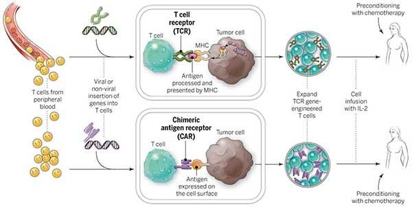 How it works CAR T Cell therapy in China