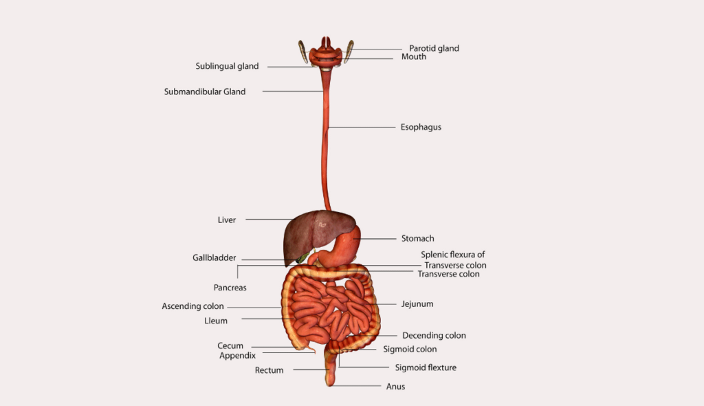 Gastrointestinal stromal tumors (GISTs)