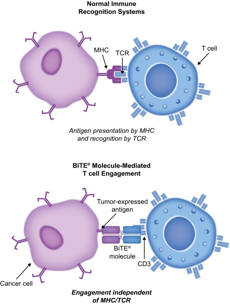 BiTe modulated T Cell antigen