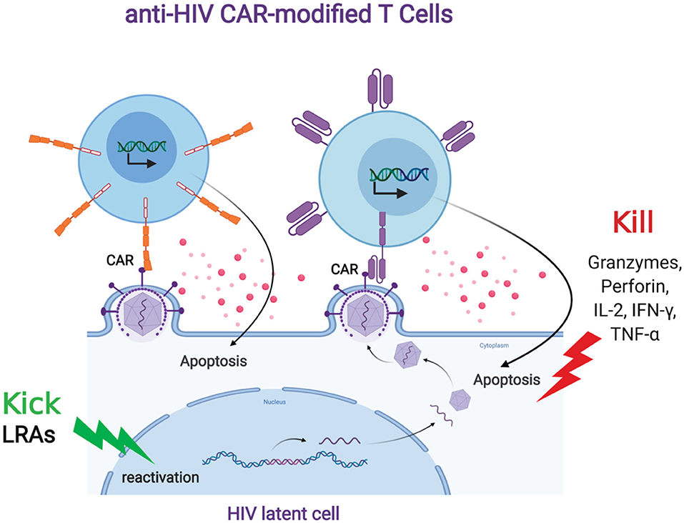 Anti HIV CAR modified cells