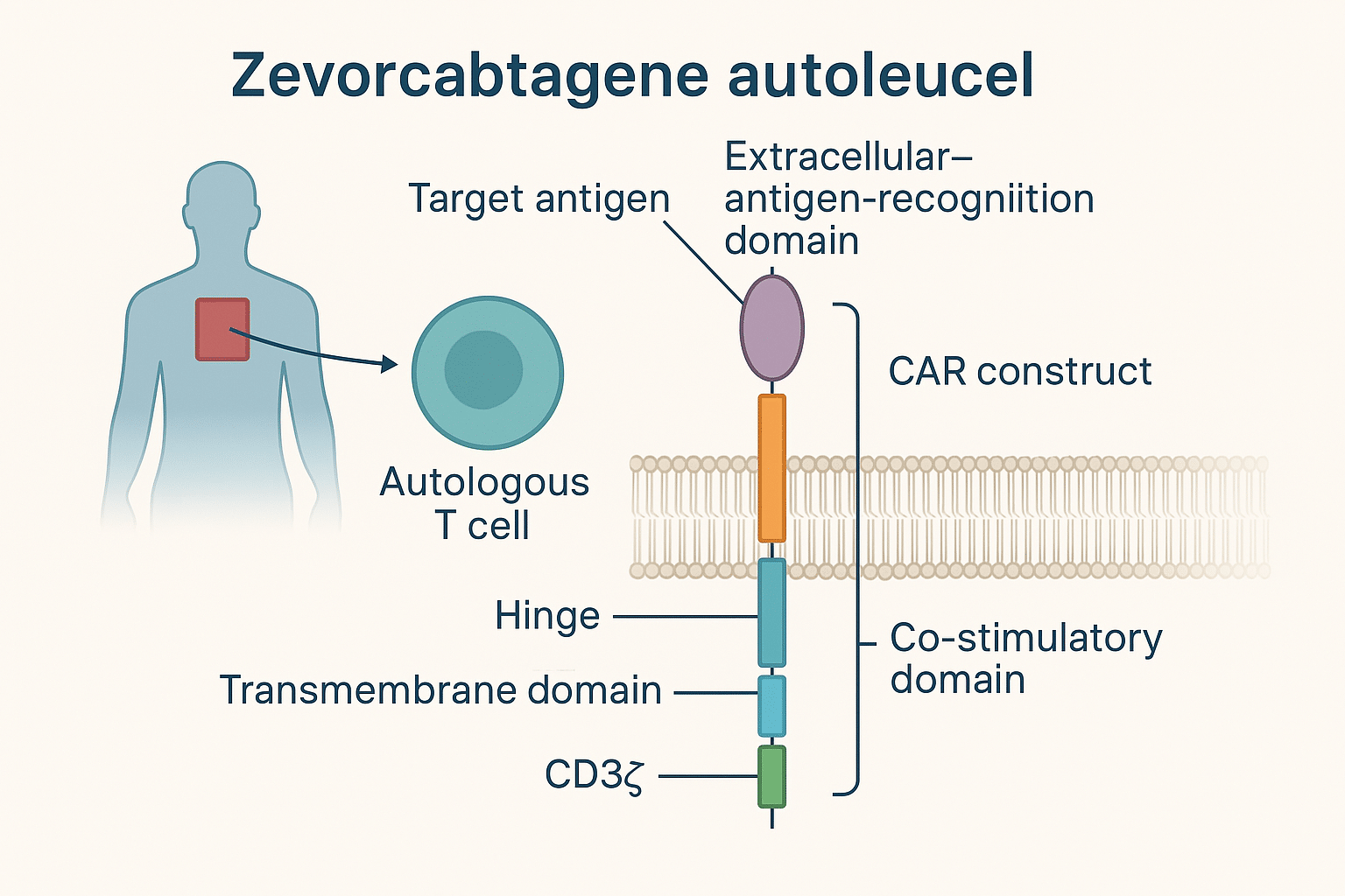 Composition details of Zevorcabtagene autoleucel