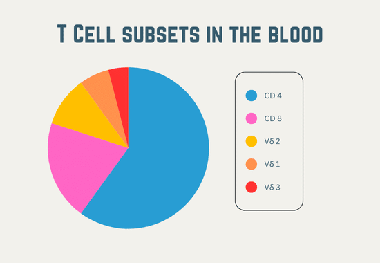 Subset of T cells in the blood