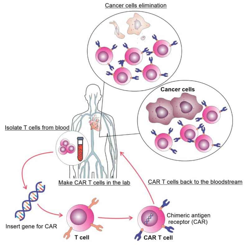 CAR T Cell therapy working mechanism
