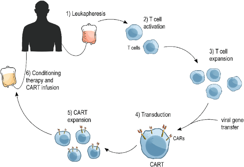 Mechanism of CAR T Cell therapy production