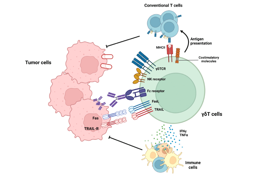 Gamma Delta T Cell therapy in tumor suppression