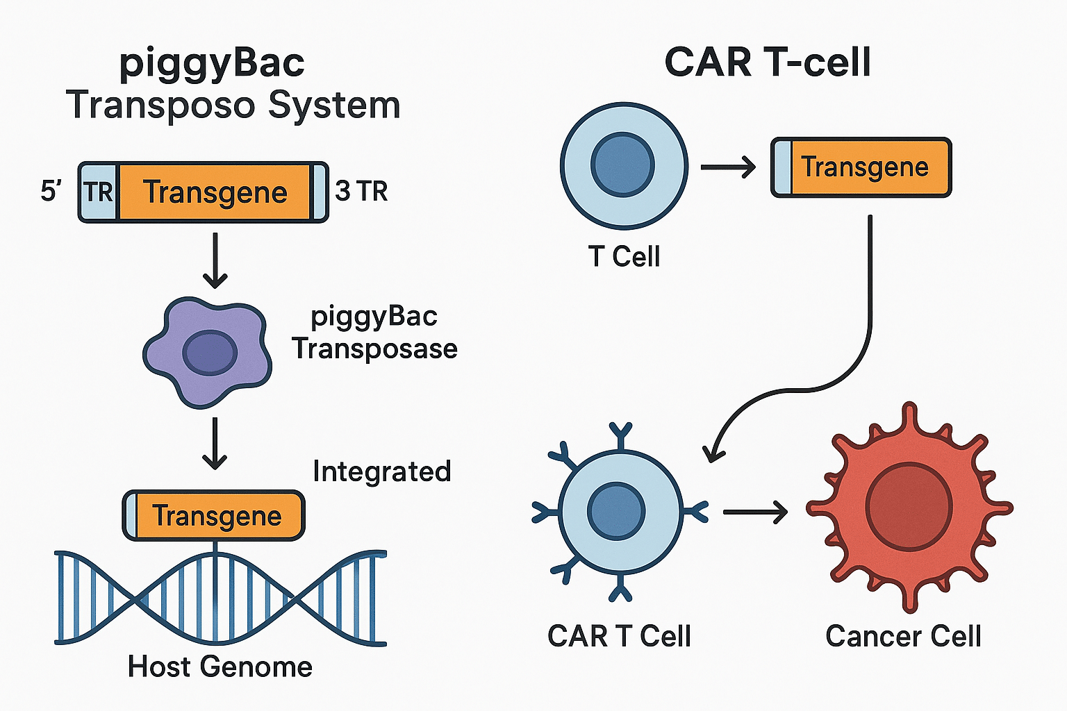 PiggyBac Transposon System diagram